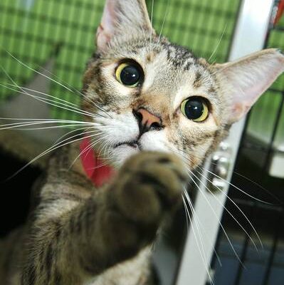 10353000_10152570435144500_2096960464861205808_n